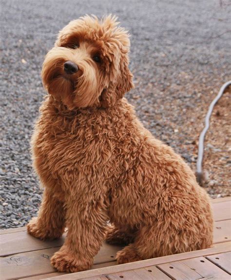Top 20 Cutest Dog Breeds Around The World Double Doodle Dog Doodle