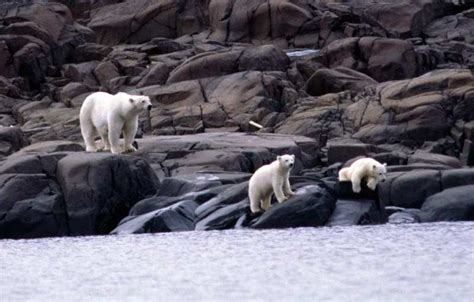 Polar Bears Invade Military Town The Independent Barents Observer