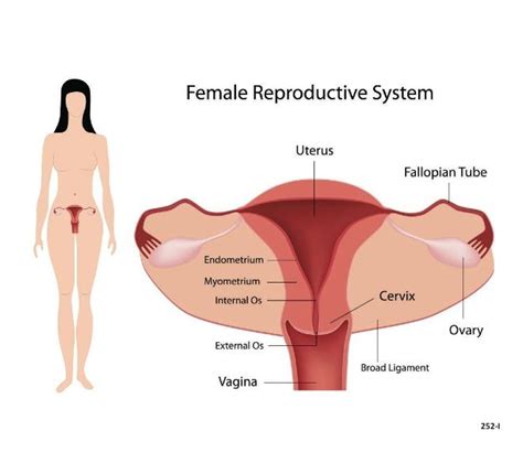 Pin By Cindy Ray On Dental School Reproductive System Female
