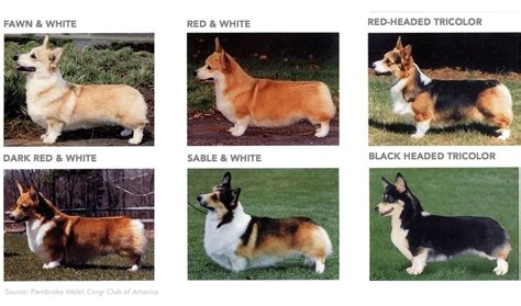 Pembroke Welsh Corgis A Puppy Buying Guide