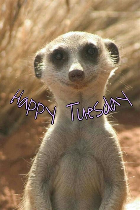 This is the second freaking day of the week filled with depressive thoughts about the number of future work days. 77 best Happy Tuesday images on Pinterest