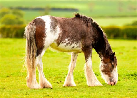 Clydesdale Horse Breed History Characteristics And Price The Roping Pen