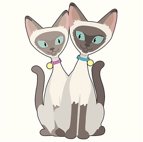 Best Siamese Cat Illustrations Royalty Free Vector