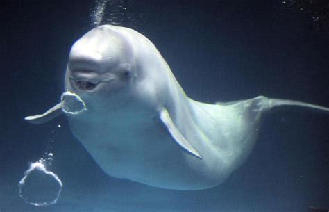 Beluga Whale Habitat Map Biological Science Picture Directory