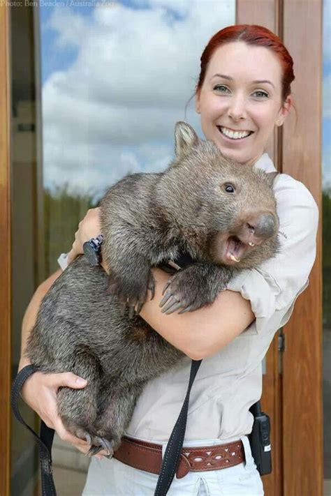 Wombat Australia สัตว์ การถ่ายภาพธรรมชาติ