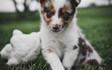 Border Collie Puppies Red Merle Photo Bleumoonproductions