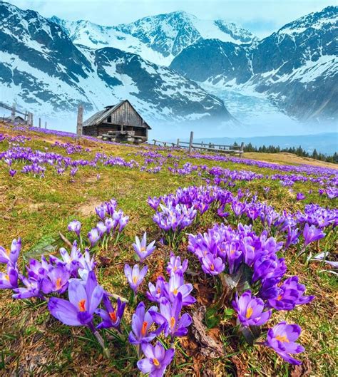 Crocus Flowers On Spring Mountain And Glacier Blooming Purple Violet