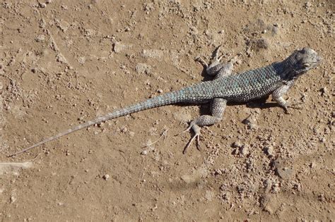 A Blue Belly Lizard At Mission Trails Park