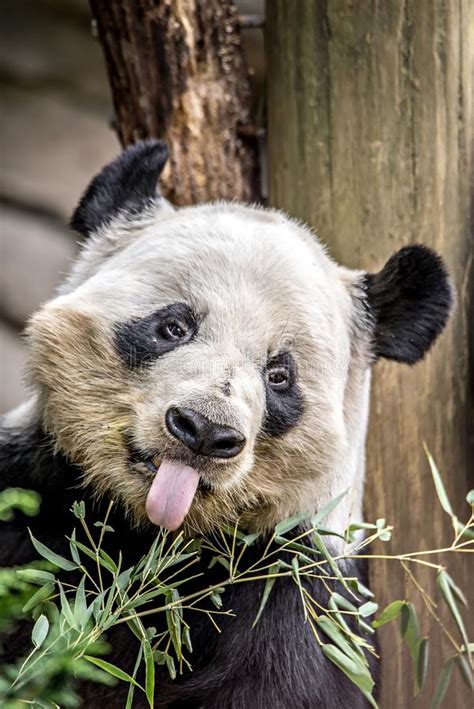 Adult Giant Panda Eating Bamboo Chengdu China Stock Photo Image Of