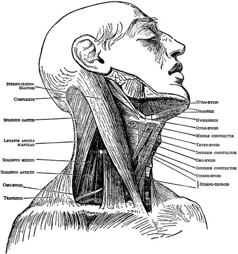 Illustration Of The Neck Muscles Neck Muscle Anatomy Muscle Anatomy