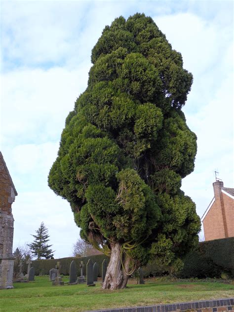 Cypress Tree ☀ Plants ♣ And ♣ Trees ☀ Pinterest Cypress Trees