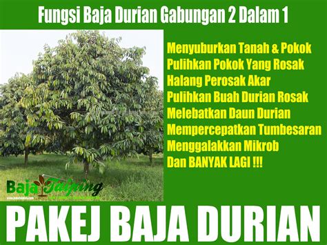 Durian dapat tumbuh dengan baik di daerah yang beriklim tropis basah dengan curah hujan lebih dari 2.000 mm per tahun dan merata sepanjang tahun dengan durasi basah 9 hingga 10 bulan per tahun. Pembekal Baja Taiping » Cara Guna Baja Durian Guard Dan ...