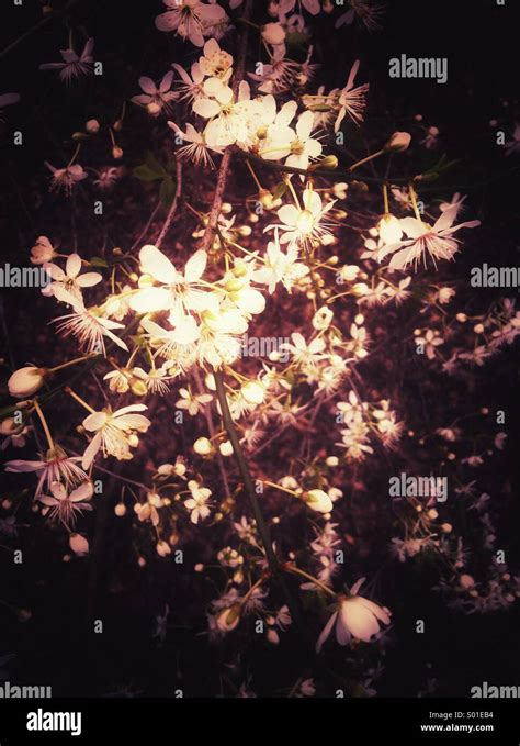 White Blossoms In Spring Season Stock Photo Alamy
