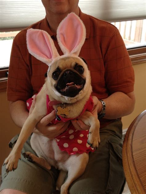 Easter Pugs Pug Puppies Pugs And Kisses
