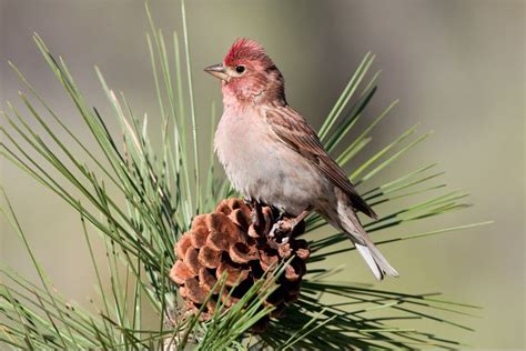 16 Birds That Look Like Sparrows Inc Awesome Photos Birds Advice