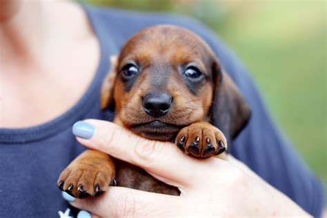 Meet The Adorable Week Old Long Haired Dachshund Your Daily Dose Of Cuteness