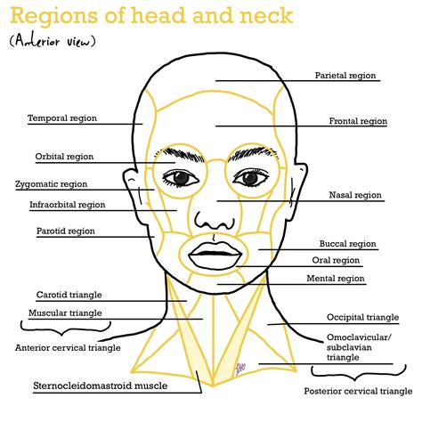 Anatomy Regions Of The Head And Neck Anatomy Drawing Anatomy Head