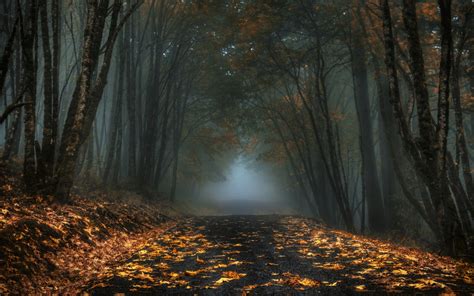 Foggy Autumn Forest Road Hd Wallpaper Background Image