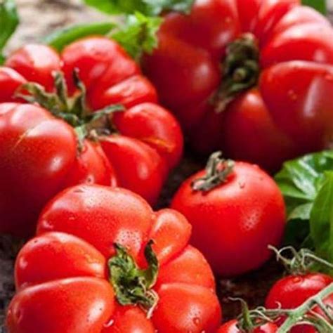 Tomato Marglobe Heirloom Vegetable Seeds The Natural Plants