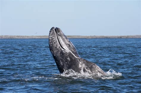 Gray Whale Spyhopping Magdalena Bay Baja Photograph By Flip Nicklin