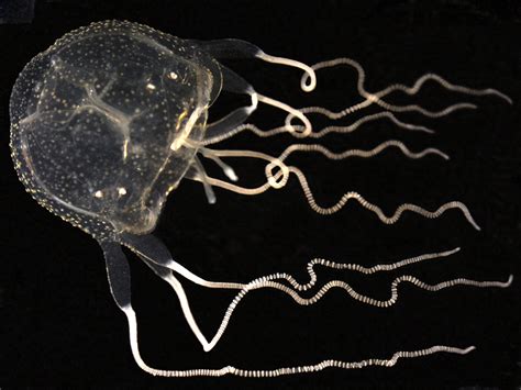 First Record Of The Caribbean Box Jellyfish Tripedalia Cystophora In