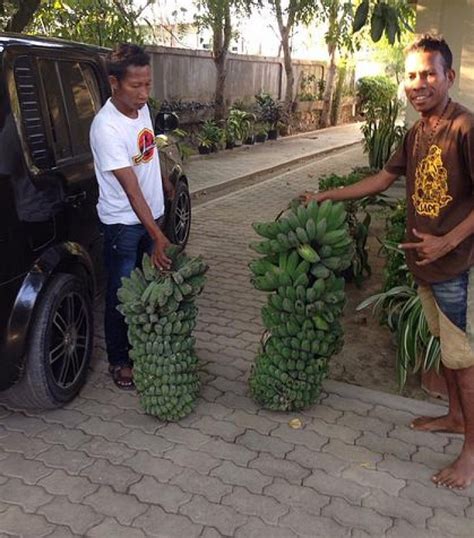The plantains we use for this recipe is the green unripe plantains. Plantain-Banana Flour from Timor Leste | Chuffed | Non ...