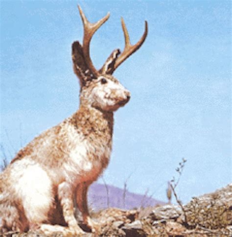 Photos Black Tailed Jackrabbits The Curious Creatures Of The American