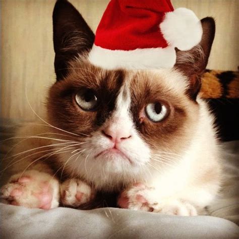 Santa Hat Grumpy Cat Meme Grumpy Cat Christmas Christmas Cats