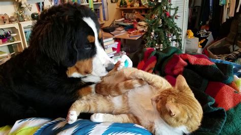 Bernese Mountain Dog And Cat Cuddling Youtube