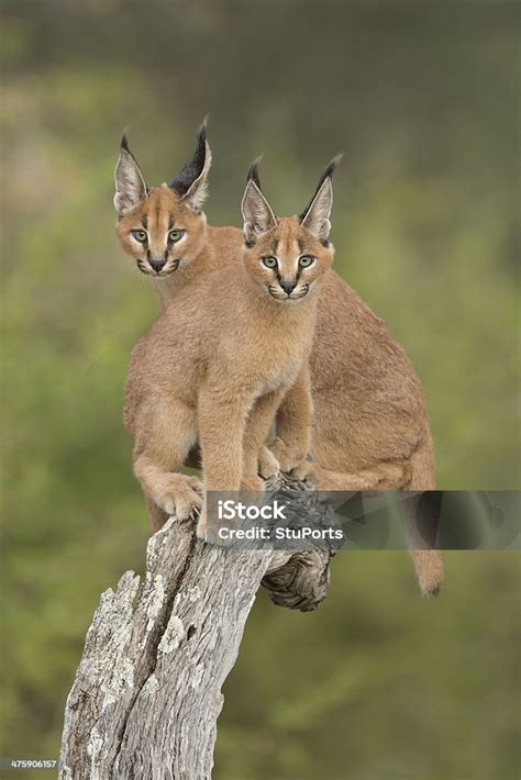Two Caracals Sitting On Tree Stump South Africa Stock Photo Download