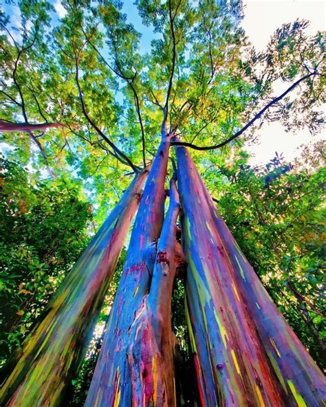 Rainbow Eucalyptus The Stunning Colorful Tree That Looks Like Art