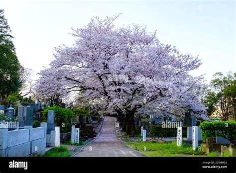 The Big Beautiful Cherry Blossoms Tree Stock Photo Alamy