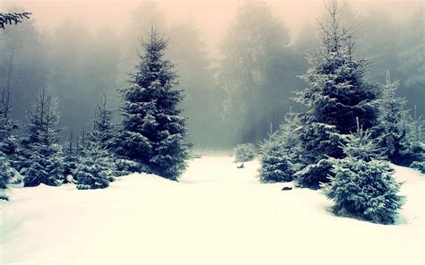 Free Download Winter Snow Wallpaper 1920x1200 Winter Snow Forest