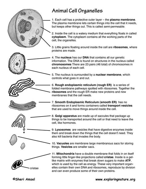 Animal Cell Diagram Parts And Functions Studying Diagrams