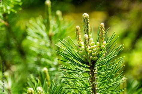 Beautiful Young Long Shoots On Mountain Pine Pinus Mugo Pumilio Small