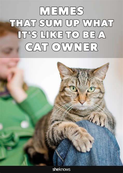 10 Memes That Perfectly Sum Up What Its Like To Have A Cat Sheknows