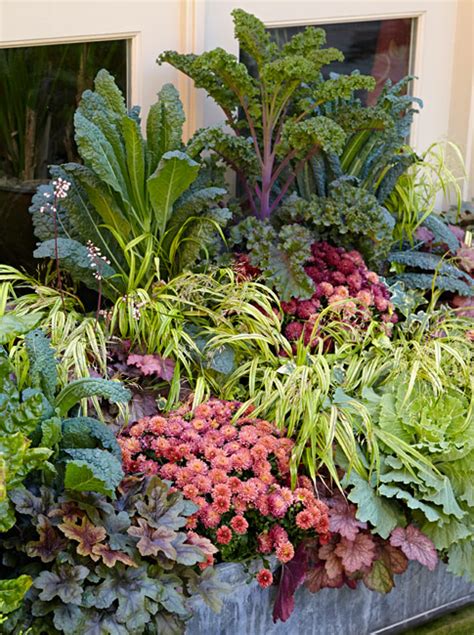 Mum And Kale Fall Container Recipe Garden Gate