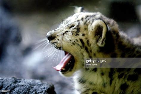 Biscuit A Baby Male Snow Leopard Yawns While Making His Public