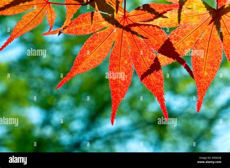 Red Maple Leaves Stock Photo Alamy