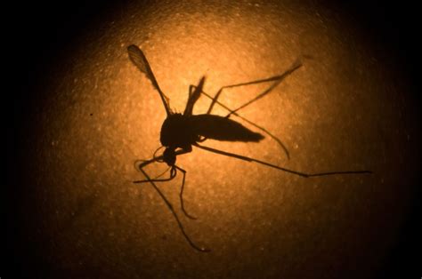 Zika Virus Infects Slew Of Pregnant Women In Nyc