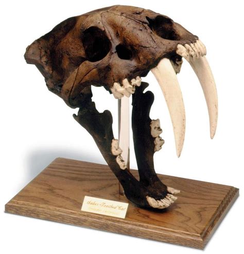 Saber Tooth Cat Prehistoric Skull Replica With Stand 12h Assorted