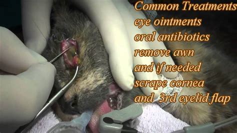 Removal of the eye, ocular enucleation, is indicated in cats with severe corneal ulcers, glaucoma and other ocular diseases or tumours of the eye or surrounding tissue. Eye Infection and Ulcer in a Cat's Eye - YouTube