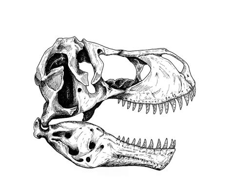 Tyrannosaurus Rex Fossil Drawing