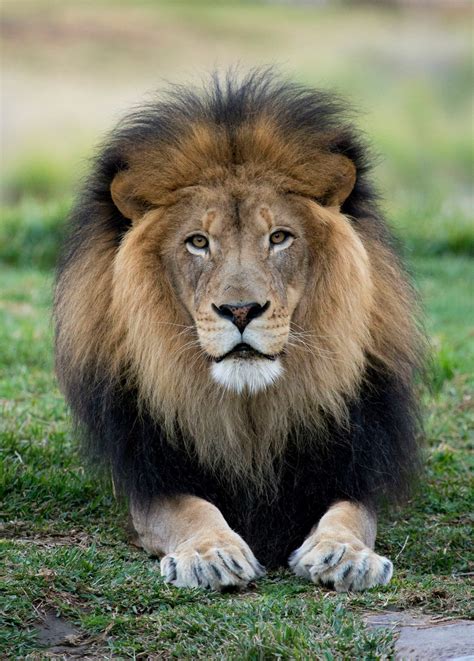 A Lion Sitting On Top Of A Lush Green Field