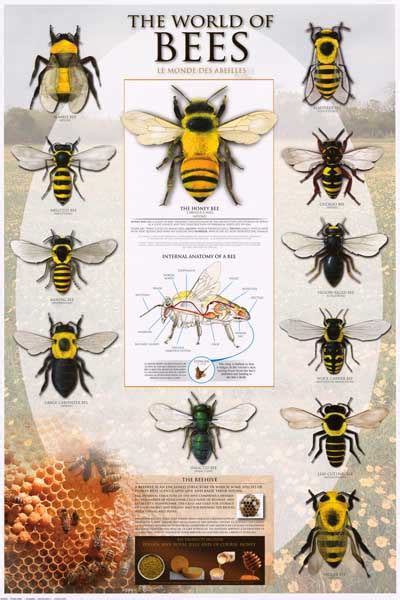 Bees Types Of Bees Apoidea Beekeeping 24x36 Poster Ebay