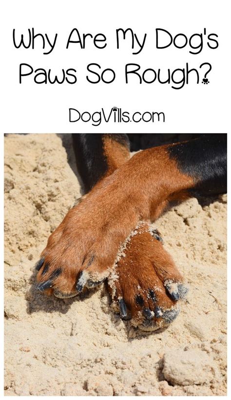 Rough Pads Why Your Dogs Paws Are So Tough Dog Paws Pet Paws Dog