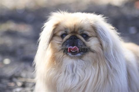 Pekingese Is Out For A Walk Beautiful Fluffy Puppy Stock Image