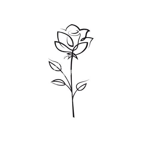 Rose Outline Rose Flower Outline Icons By Canva Png Rose Outline