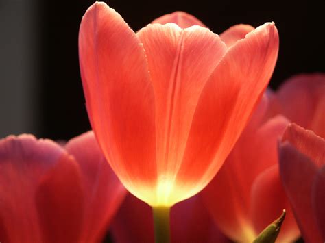 Tulip Flower Pictures Free Hd Desktop Wallpapers 4k Hd
