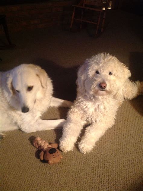 Dilly The Kuvasz And Dudley The Poodle Haired Mix Bff Kuvasz